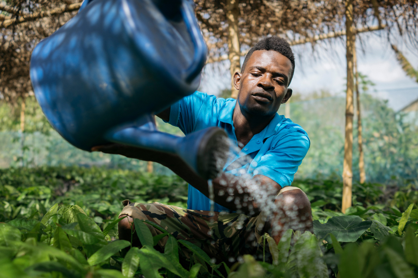 cocoa for good worker water plants.
