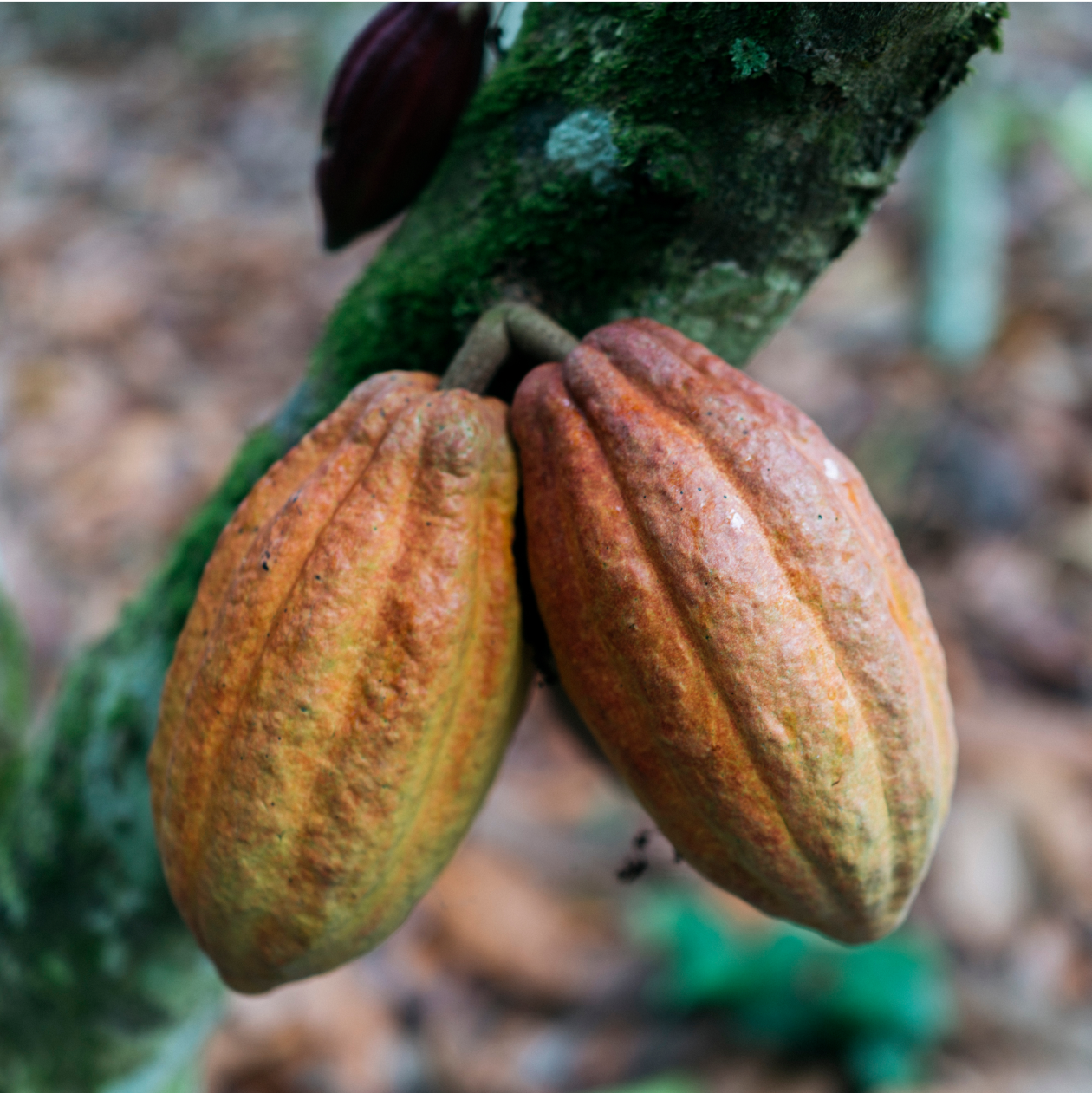 cocoa bean plant.