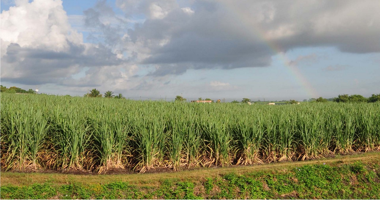 field with blue sky and rainbow